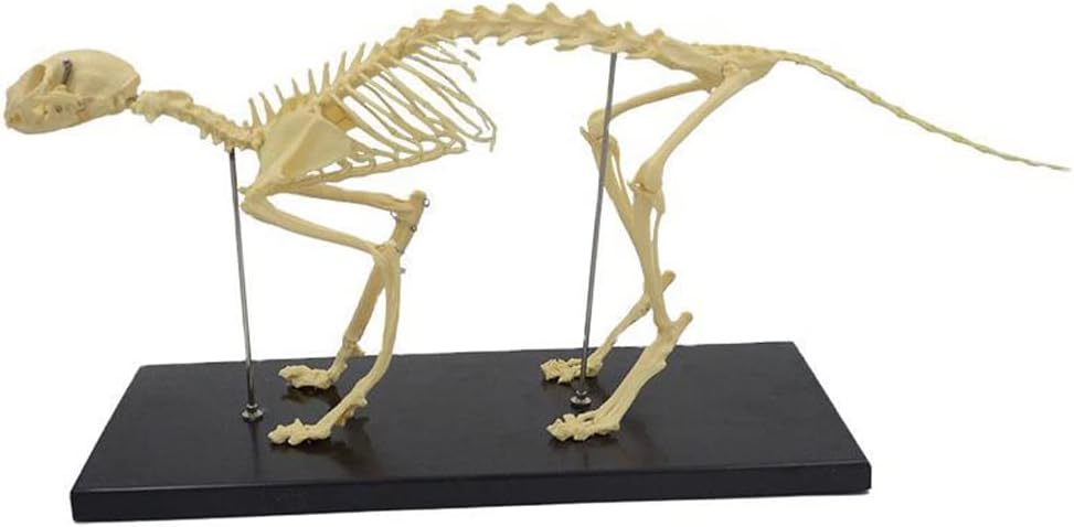 4D 解剖学犬解剖モデル、動物の骨格標本、取り外し可能な 29 個のパーツ、動物の教育デモンストレーション用 犬の解剖学的動物モデル 骨格の解剖学的 モデル (64 X 10 X 30 cm) Amazon.co.jp: 取り外し可能な生物学を備えた 4D 犬の 解剖モデル、犬の骨格、29  個のパーツ ... 動物のシミュレーション犬の骨格モデル犬の解剖学骨格全身骨ペット生物学獣医学教育学習標本