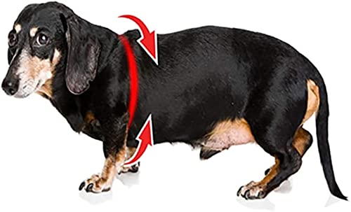 Buddy Belt Harness Moonwalk - Luxury Edition (2.5) #TOP1