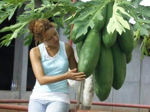 50pcs Semillas de Frutas de Papaya Cilíndrica Enana "Kaek dahm"