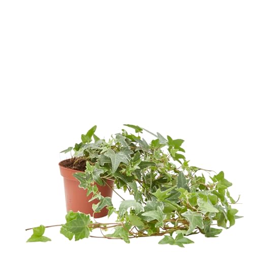 Verdecora Hiedra de Exterior Maceta Ø13 cm | Hedera Helix | Planta Natural Trepadora y Colgante | Surtido de Variedades Verdes y Variegadas para Jardines, Vallas o Macetas | 1 Unidad