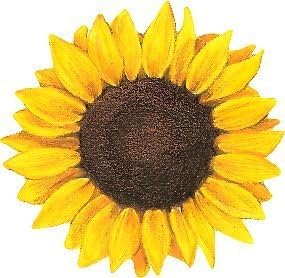MR3Graphics Magnet Sunflower Magnetic Car Sticker Decal Bumper Magnet Vinyl 5"