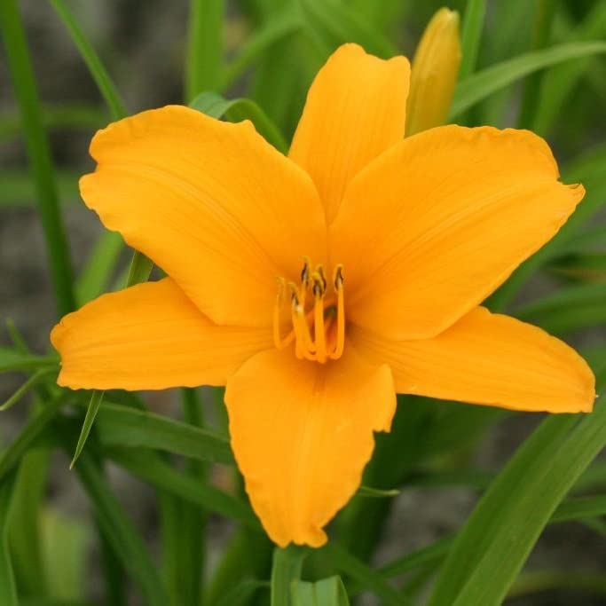 6x Hemerocallis 'Aten' – Vaso 9x9 cm – pianta perenne fioritura giallo arancio giardino
