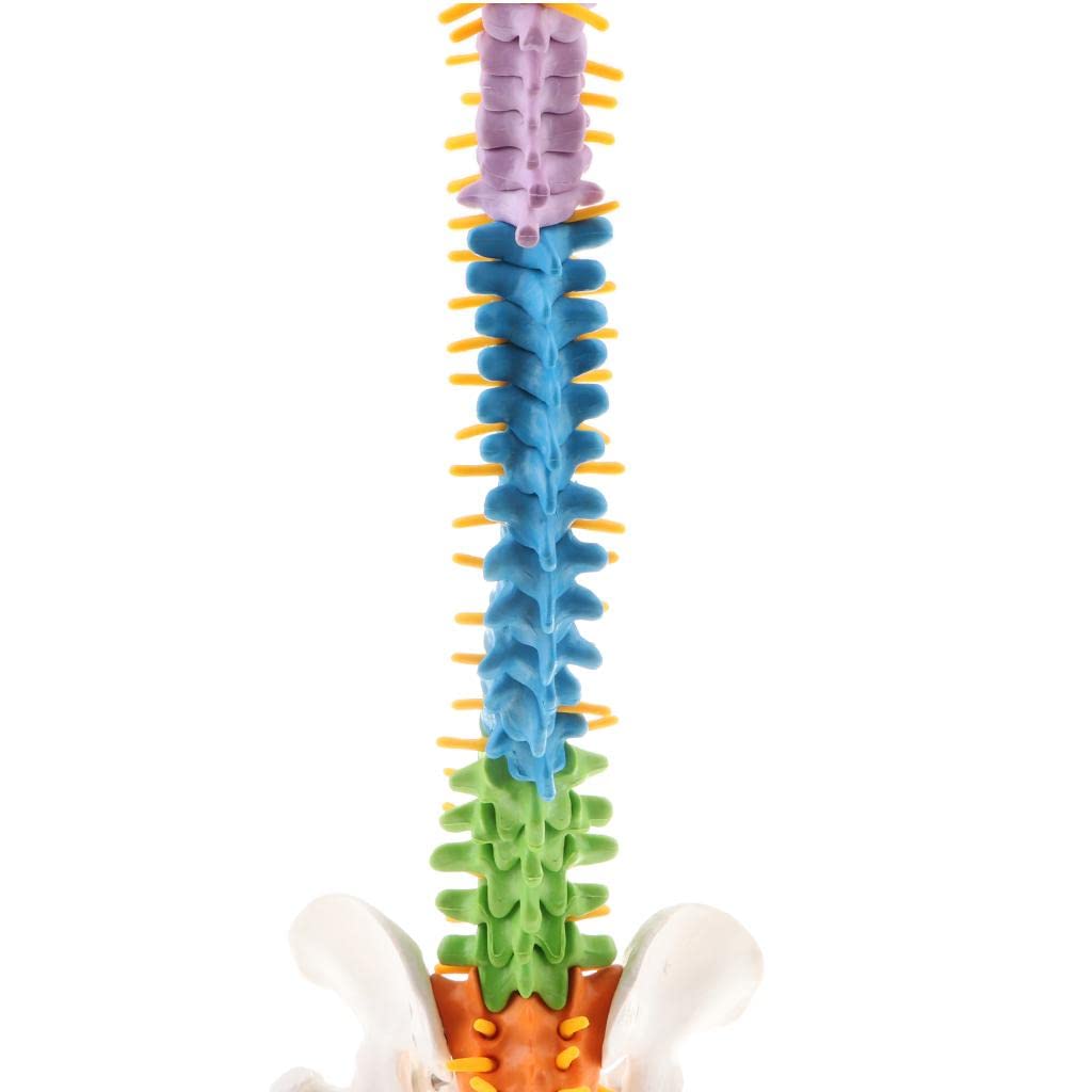 Modello Colonna Vertebrale Umana con Dischi Intervertebrali Riproduzione Anatomica Flessibile in PVC Forniture Didattiche per Studenti Attivit,