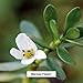 Banyan Botanicals Bacopa Powder, Spice Jar - USDA Organic - Bacopa monniera - Ayurvedic Herb for Memory & Focus