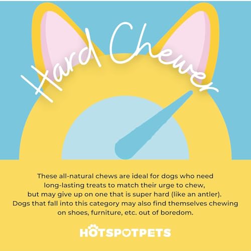 hotspot pets Bully Sticks 6 Inch- 10 Pack- Premium Natural Long Lasting Bully Sticks for Medium Dogs Beef Pizzle Treats - Low Odor, Grain Free Fully Digestible Rawhide Alternative Stix