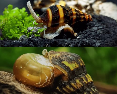 Aquarium Schneckenfresser Set | 10 Raubschnecken (Clea helena) gegen Schneckenplage | Natürlich Schnecken im Aquarium reduzieren ohne Chemie | Pflanzenaquarien, Gesellschaftsbecken & Aquascapes ab 30L