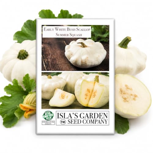 Early White Bush Scallop Summer Squash Seeds for Planting, Patty
