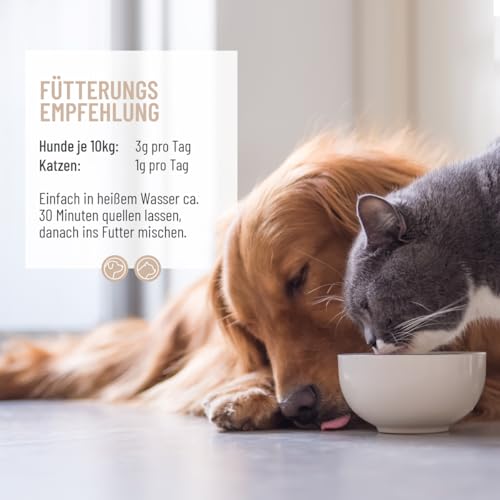 ReaVET Flohsamenschalen für Hunde & Katzen 250g - Naturrein in Premium Qualität, Ballaststoffreich, Glutenfrei I Flohsamen für Hund & Katze in Premiumqualität, Ohne Zusätze