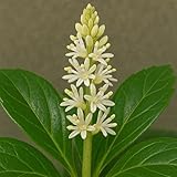 Classy Groundcovers, Japanese Spurge, Carpet Box (Bare Root Plants, min 250)