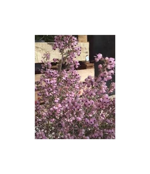 Stk - 10x Erica canaliculata Heidekraut Zimmer Garten Pflanzen - Samen B1428 - Seeds Plants Shop Samenbank Pfullingen Patrik Ipsa - Image 7