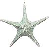 Amazon.com: Ebros Large Jumbo Ocean Coral Sea Star Shell Starfish ...