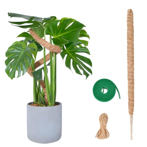 SGERUFZ 1 Pcs Bastone per Piante Rampicanti 60 cm Pieghevole Palo Muschiato Monstera di Cocco per Sostegno Piante Rampicanti da Interno