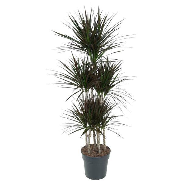 Dracaena - Giostra magenta, 150 cm, ø31