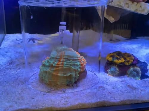 Image of Acrylic Coral Feeder Cover Reef Feeding Breeding Protection Cover Avoid Corals Food Floating Around