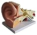 BJH Modèle d'anatomie, modèle d'oreille Humaine, Anatomie du modèle d'oreille Humaine avec 3 Parties montrant Les principales régions de l'oreille, modèle corporel agrandi 5 Fois
