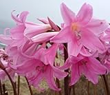 (3) Pink Belladonna Lily, Naked Lady Amaryllis Bulbs Roots,Rhizomes, Plants,Starts, for Spectacular Flowers Year After Year