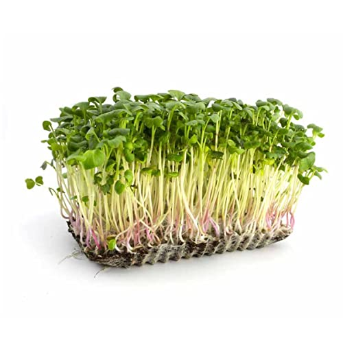 Sementes Brotos Microverdes Rabanete Indra/Rosado(100g) ISLA