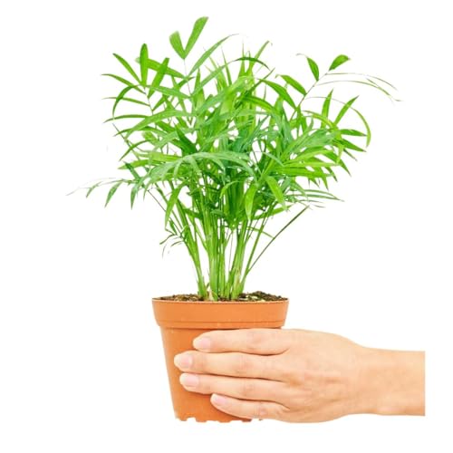 Rooted Parlor Palm, Chamaedorea Elegans, Live, Live Indoor, Home Decor, Easy to Grow, Easy to Care, Outdoor Garden and Low Maintenance Houseplant, 4 inch Pot