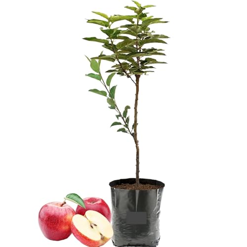 Image of Grafted Sweet Apple Plant (HRMN-99) / Live apple plant specially bred for hot climates /hot weather- 1 healthy seb tree with polybag