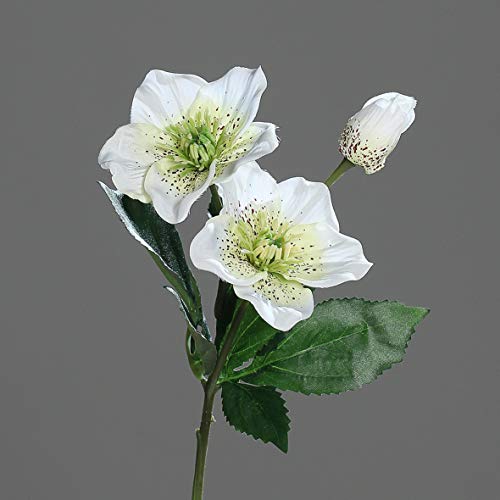 mucplants Künstliche Christrose Höhe 34cm Creme/Weiß Kunstblumen Künstliche Blumen Heleborus Kunstpflanzen Dekopflanze Cover