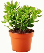 Kuber Plant with Pot Normal Size