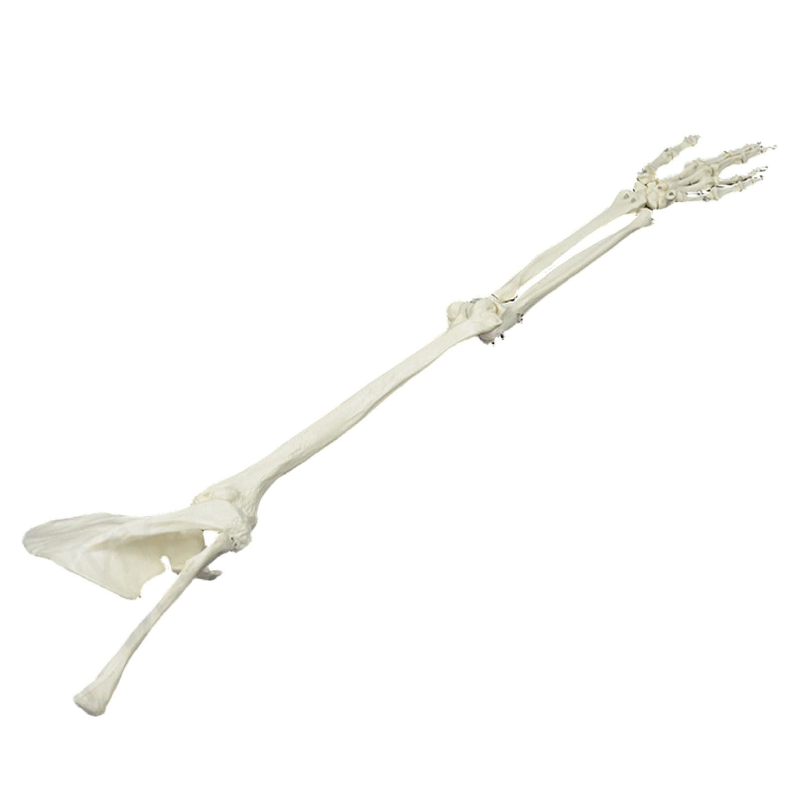 Modelo de esqueleto de brazo humano, estudio anatómico anatómico, tamaño real, estudio articular, tamaño real
