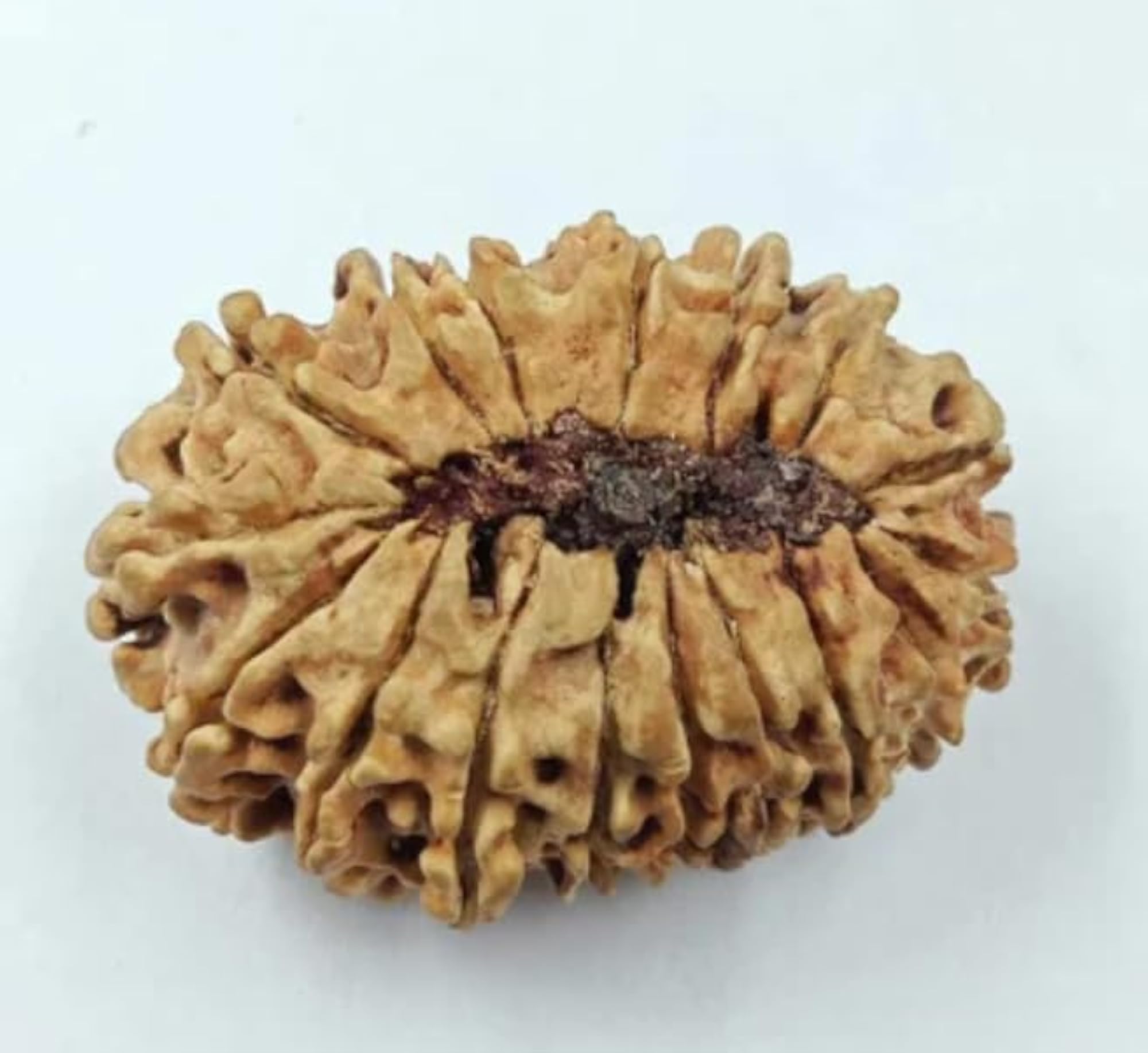 Seventeen Face Rudraksha Bead, Original Lab Certified