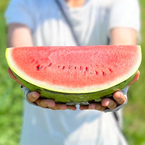 先行予約 尾花沢スイカ 4〜5Lサイズ(約9〜10kg)×1玉 プレミアム プレゼント ギフト 7月下旬〜8月中旬頃発送 令和8年産 2026年産 農産センター UNAU すいか 西瓜 ※沖縄・離島への配送不可 ns-su45u1