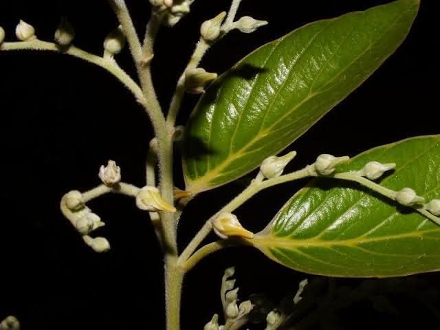 Sal Tree Plant, Shorea Robusta, Live Garden Nursery Plant for Outdoor, Indoor (1)