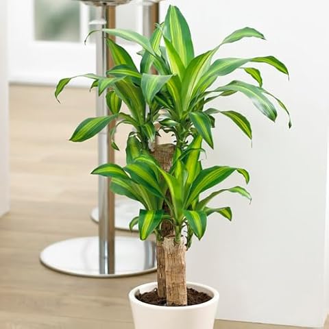 YouGarden Dragon Tree Houseplant in 17cm Pot Cover