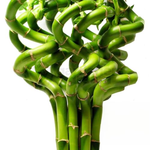 50cm Lucky Bamboo - 5 Spiralstiele- Innenpflanzen Topfgarten Fensterbrettschüssel