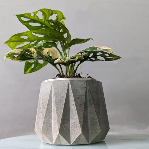 Image of Little Jungle X CuteCrete Sage Concrete Planter For 3 inch - 4 inch Pots (Grey) | | flower pots for home decoration | Balcony Decor | Garden