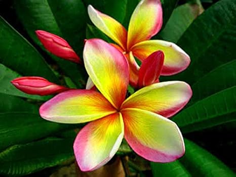 Amazon プルメリア フランジパニ 花 スペンダー 50個の種子 造花 オンライン通販 Amazon プルメリア フランジパニ 花 スペンダー 50個の種子 造花 オンライン通販