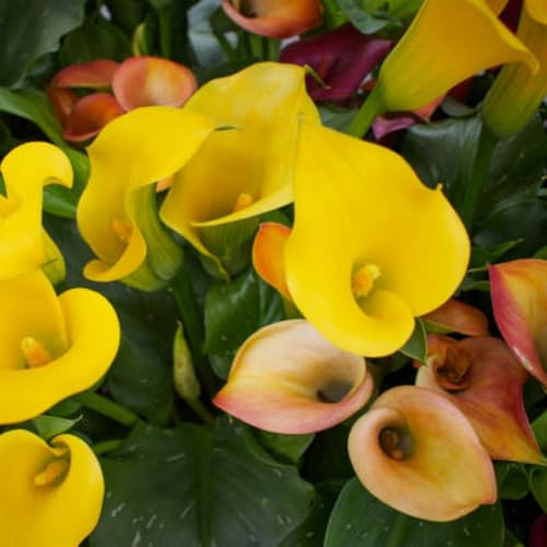 CXXFGFT-Bulbos Calas Gigantes Bulbos Calas Negras Bulbos de Calas de Colores Bulbos de Calas Zantedeschia aethiopica-2bulbos-C