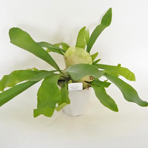 �h�s�`�m�r�d �R�E�������� �l�U�[�����h 4�� 1����y�i��őI�ׂ�ϗt�A���z�w���FPlatycerium Netherlands/�E���{�V�ȃr�J�N�V�_�� ��ϊ�����Α��N��/���Y�n�F�I�[�X�g�����A/�ʖ��F�l�U�����Y�A�r�J�N�V�_���R�E���������̒��ł��t��