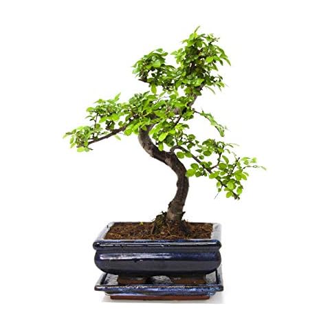 Chinese Elm Bonsai Tree - You Choose - 7yr Chinese Elm Cover