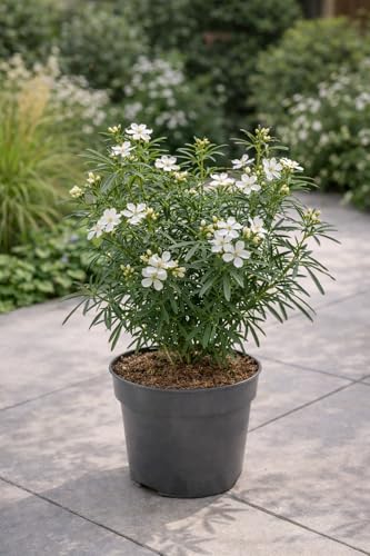 Choisya ternata 'White Dazzler' 30-40 cm – Immergrüner Orangenstrauch, Weiße Blüten, Aromatische Dekoration für Garten und Terrasse