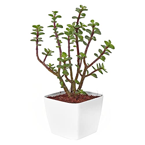 Image of Live Jade Indoor Plant with White Decorative Pot | Lucky Succulent Plant for Home & Office Decor | Low Maintenance Natural Tabletop Greenery (3Inch Pot, White) (Jade)