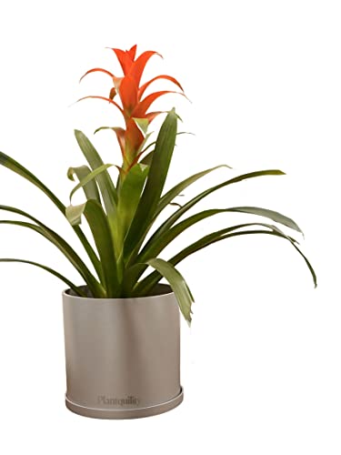 Nidularium rutilans - How to grow & care