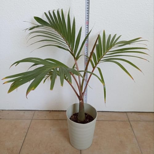 観葉植物 トックリヤシ」の人気商品一覧 | 安い商品を通販サイトから
