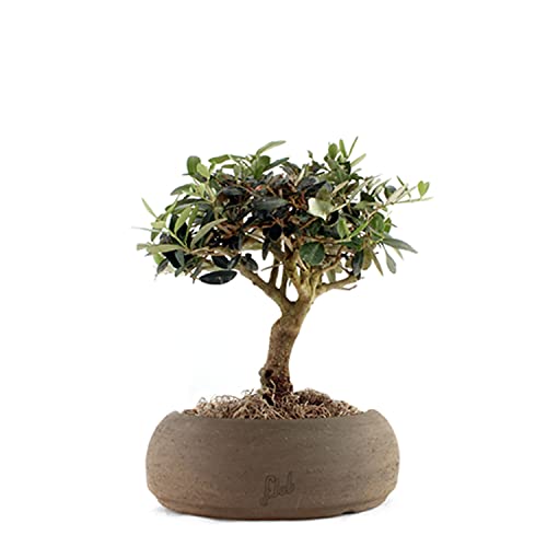 Simbolo di pace, energia e vitalità, l'olivo bonsai rappresenta un'ottima idea regalo. Sceglilo come dono per un'occasione speciale come matrimoni, comunioni ma è comunque un regalo sempre ben gradito.