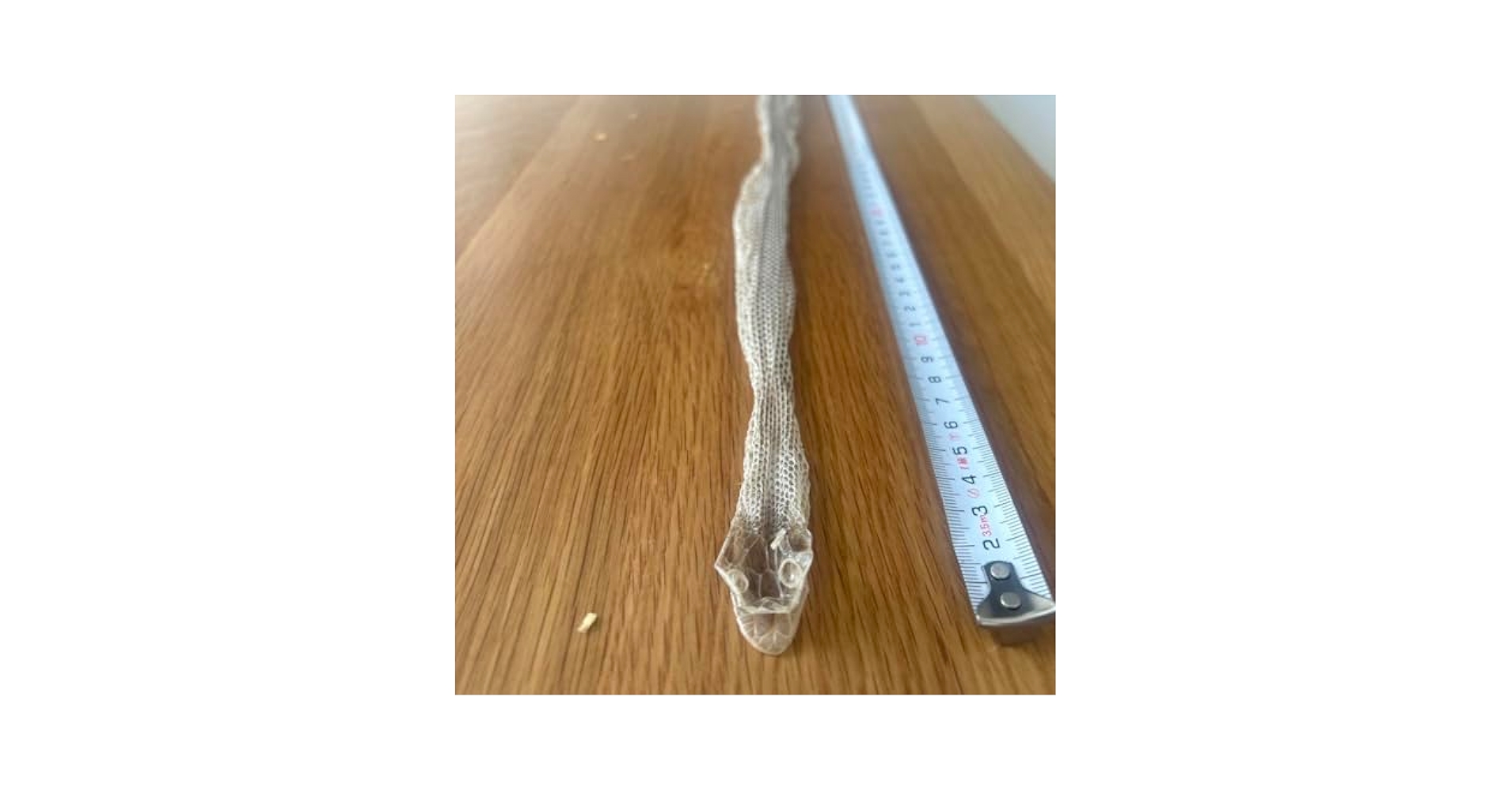 アオダイショウ抜け殻 Amazon.co.jp: 蛇の皮 約120cm アオダイショウ 蛇抜け殻 脱皮 一