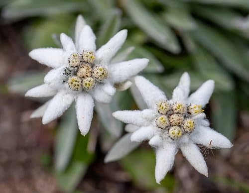 100 Stück weiße Edelweiß-Blumensamen 100 Stück weiße Edelweiß-Blumensamen