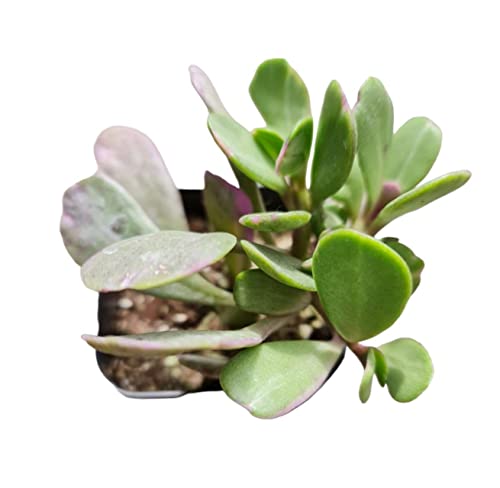 Foliagems Live Succulent Cactus Plants From Uskc (2"Pot Senecio Jacobsenii) #TOP9