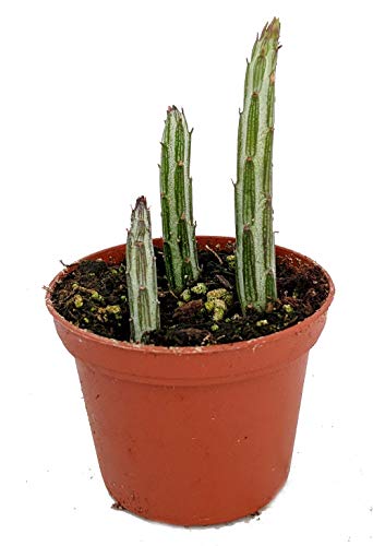 Candy Stick - Pickle Plant - Senecio Stapelliformis -2" Pot-Collector's Series #TOP15