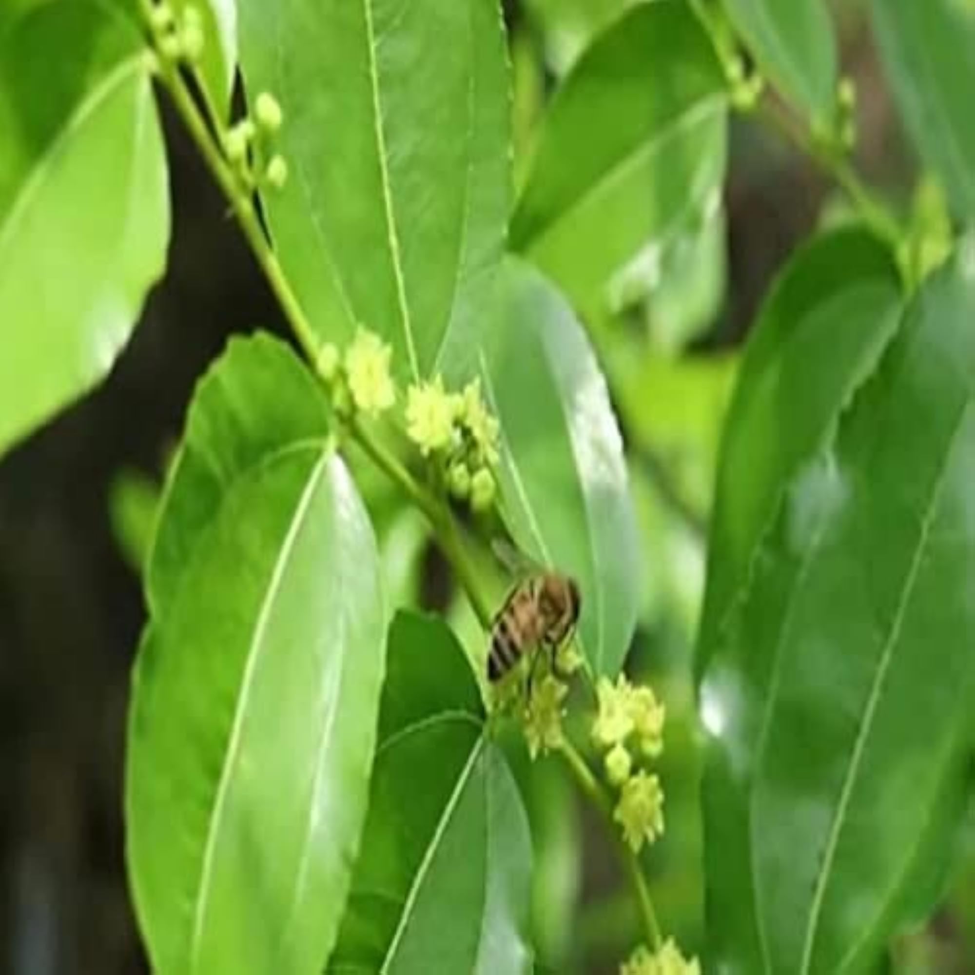 Fresh Natural Plum Leaf - 100 Count