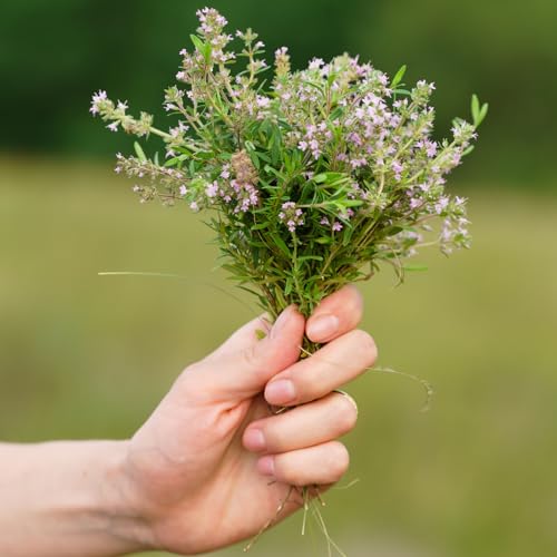 250g Wilder Atlas-Thymian/Zaatar – außergewöhnliches Aroma und Geschmack – 100% Natürlich, Rein und Keine Zusatzstoffe
