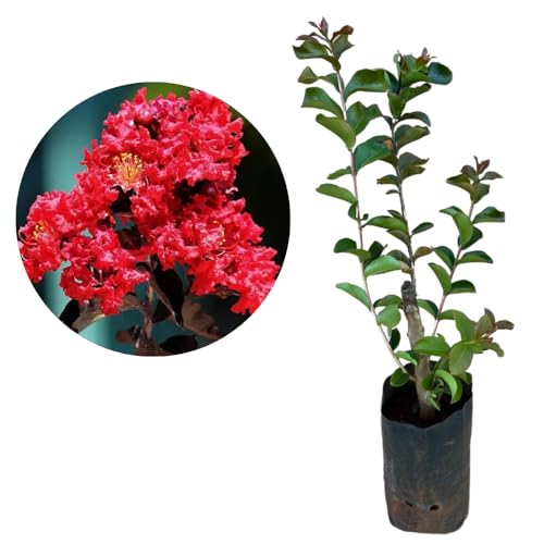 Muda De Resedá Vermelho - Floresce Rápido