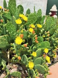 Spineless Prickly Pear Rooted For Planting Indoor #TOP3