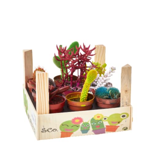 verdecora Caja Cactus de Colores 9 Unidades | Cactus y Crasas de Colores en macetas de Ø5,5cm | En Caja de Madera Decorativa